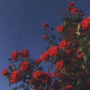 Meet your Posher, Jade